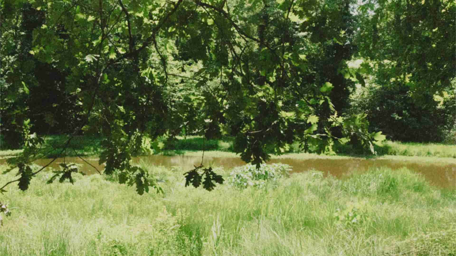 Photo de la forêt du moulin