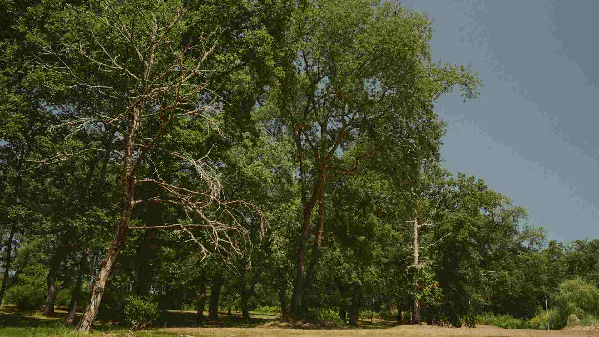 Photo d'une forêt verdoyante